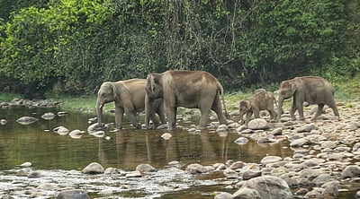யானை சாணத்தில் நாப்கின், முகக்கவச கழிவுகள்... குப்பைக் கிடங்குக்கு வேலி அமைக்க முடிவு!